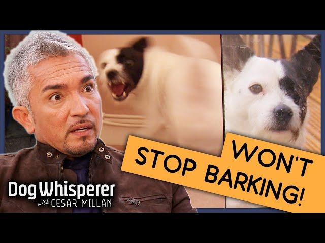 Pup Who's Been Barking for 6 Years | Full Episode | S9 Ep3 | Dog Whisperer With Cesar Millan