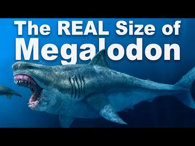 How Big Was Megalodon Really?