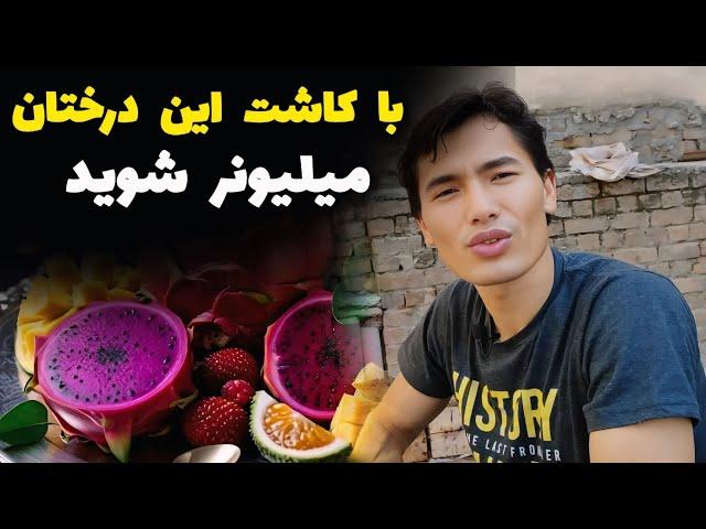 بهترین و گران قیمت ترین میوه ها که می‌توانید در ایران و افغانستان بکارید/ با این میوه ها میلیونرشوید