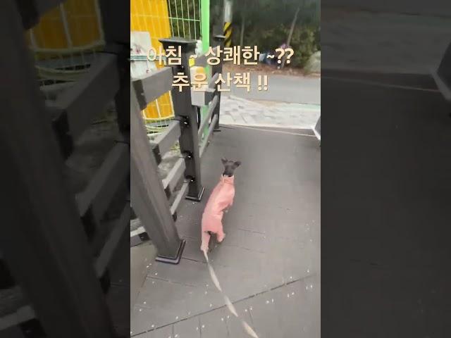 아침 ~ 상쾌한 ~??  추운 산책 !! #산책 #아이지 #랜선산책 #cute #cute #강아지일상