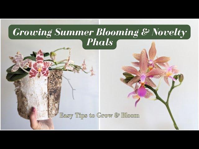 Easy Tips & Tricks on Growing Summer Blooming & Novelty Phalaenopsis Orchids