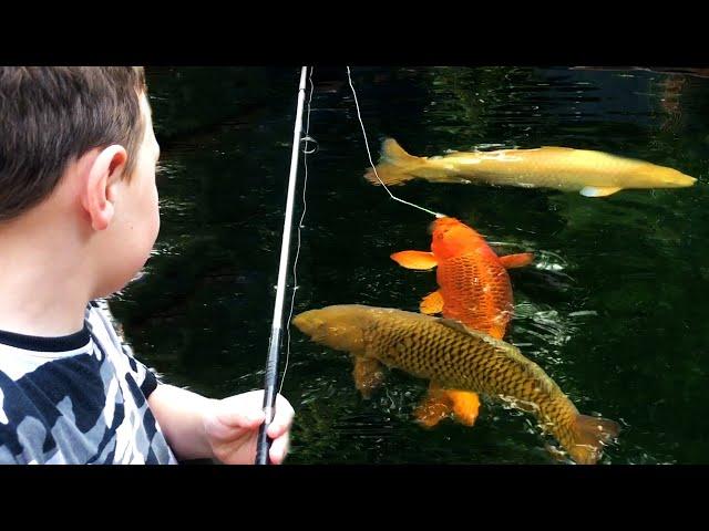 I Let Them Fish in my Koi Pond!