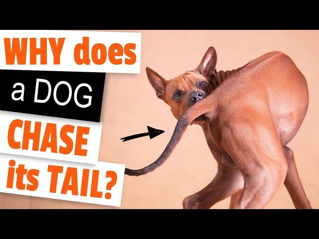 WHY does a DOG CHASE its TAIL?
