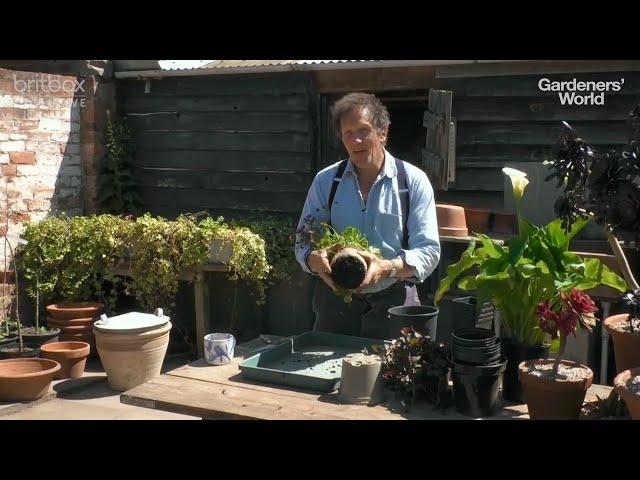 Dividing Perennials with Monty Don - Get More Plants for the Price of One!