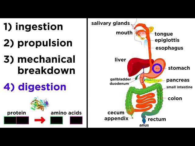 The Digestive System