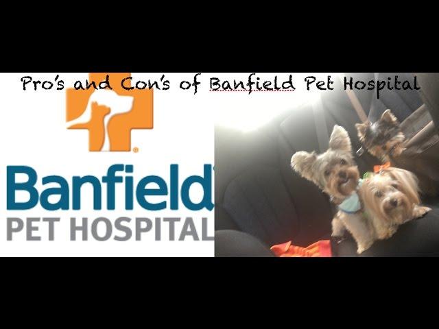 Banfield Hospital Optimum Wellness Plan Pro's & Con's