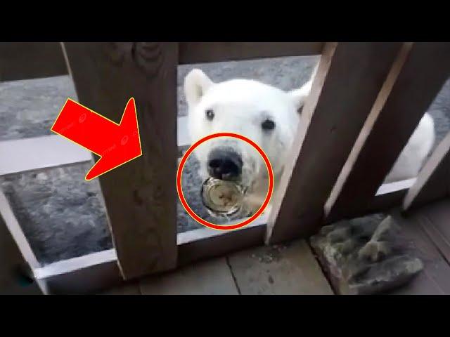 Mouth stuck in can, bear cries to man's house begging for help