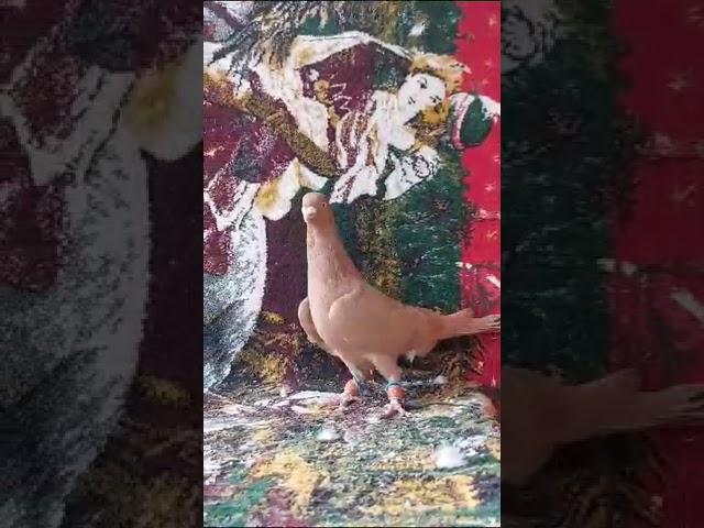 حمام