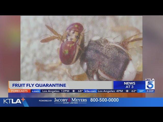 Invasive fruit flies force quarantine in Orange County