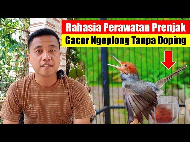 Perawatan Burung Prenjak Agar Cepat Gacor || Cara Membuat Burung Prenjak Gacor