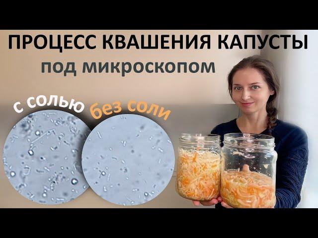 Микрофлора квашеной капусты с 1 по 4 день... Квасить капусту тоже надо уметь!