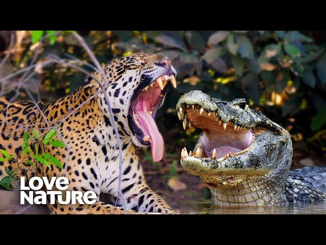 Jaguar Vs Caiman Crocodile EPIC Showdown | Love Nature