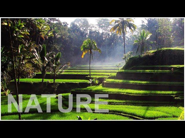 Relaxing SOUND OF NATURE - Relax, Refresh, Get Better Sleep, Work and Study