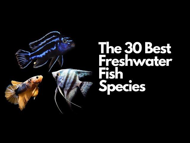 The 30 Best Freshwater Aquarium Fish 