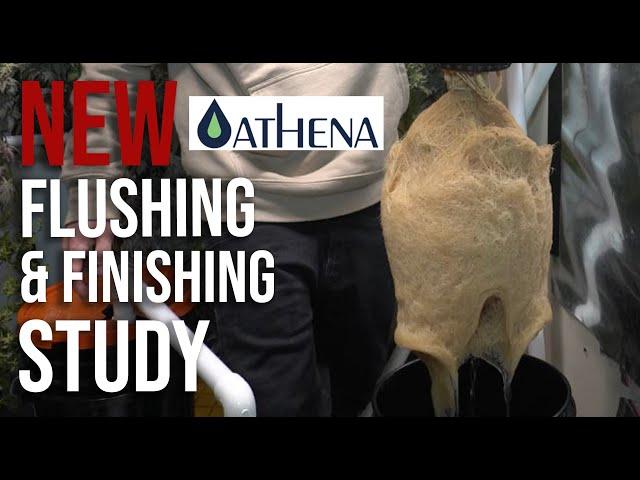 Are you Flushing Correctly? - New Flushing Study