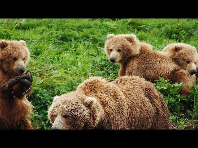 4K HDR Video- Beautiful Wildlife And Nature