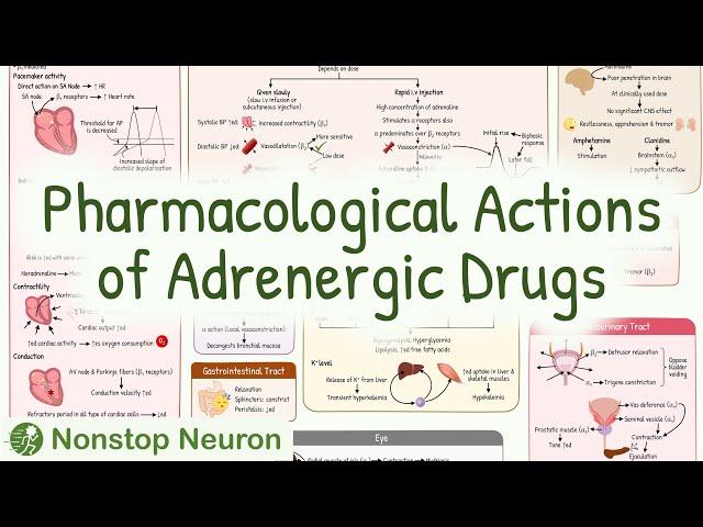 Pharmacological Actions of Adrenergic Drugs