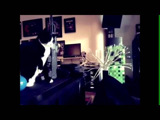 FIGHT NIGHT! meowingtons vs. bowie