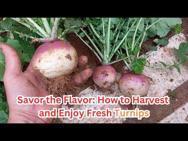 Savor the Flavor: How to Harvest and Enjoy Fresh Turnips#turnip #gardeningtips #gardening #turnips