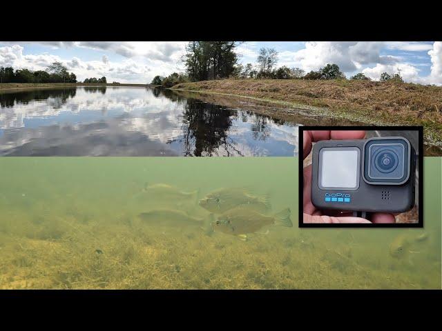 GoPro Hero 10 Black underwater pond testing-Southern Illinois pond fish