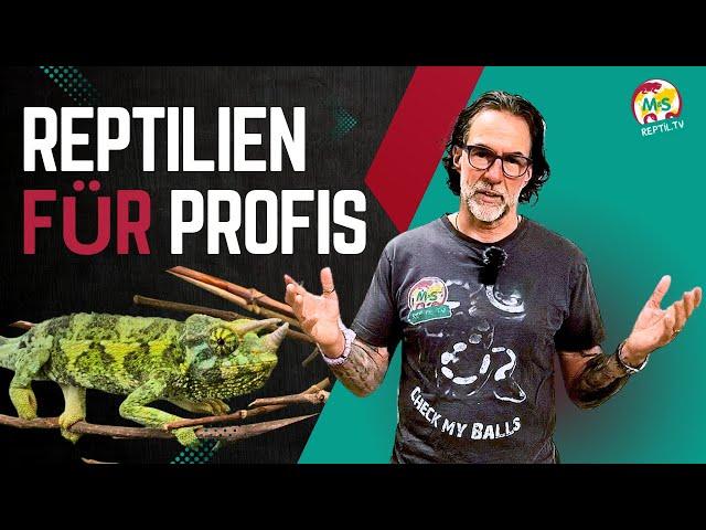  Reptiles for professionals: The most demanding species in the terrarium 