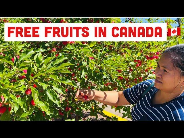 FREE FRUITS IN CANADA is Everywhere | family vlog | sarah buyucan