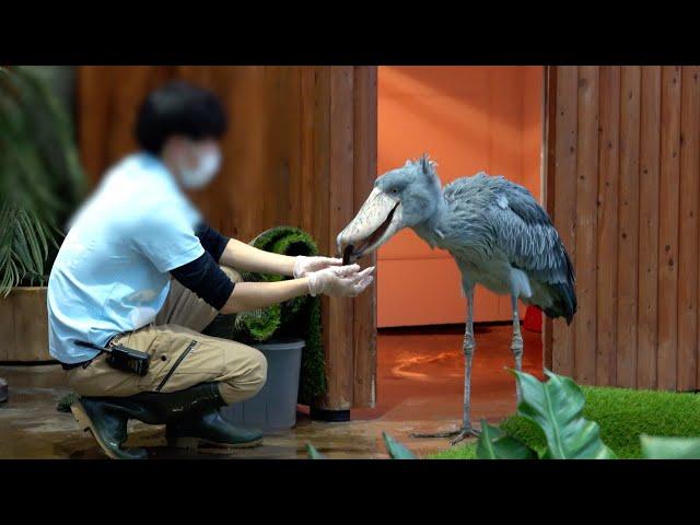 【冬のふたば最終回】もうすぐ閉園…お魚食べられるかな?ハシビロコウふたばちゃん!【ハシビロコウふたば2024冬】2024 Futaba,the Shoebill   掛川花鳥園