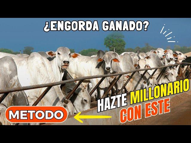 Engorde del ganado de principio a fin: ¿Cuál es la mejor manera de engordar ganado?