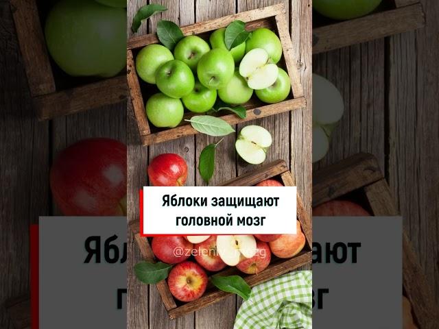 Яблоки защищают головной мозг