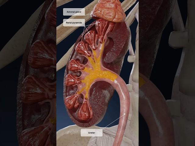 Kidneys work explained in 3D: the formation of urine