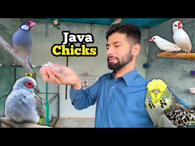 Java finch chicks | budgies parrot baby | diamond dove eggs hatched