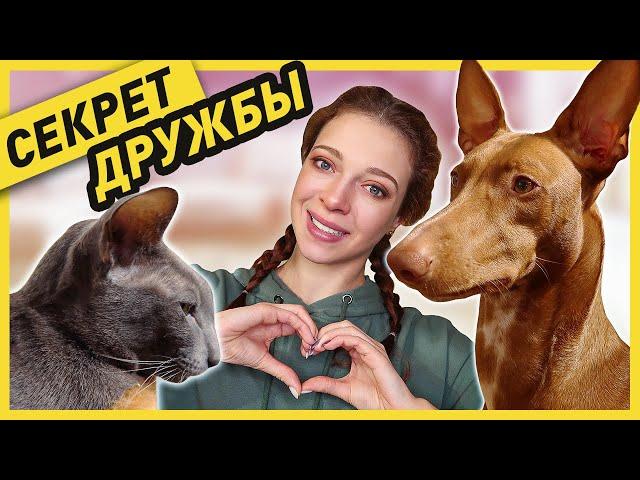КАК ПОДРУЖИТЬ КОШКУ С СОБАКОЙ | Как я познакомила своих котов с 3-мя собаками (часть 1)
