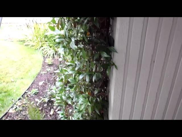 Home Inspector Seattle Shows Plants against house | (425) 207-3688 | CALL US!