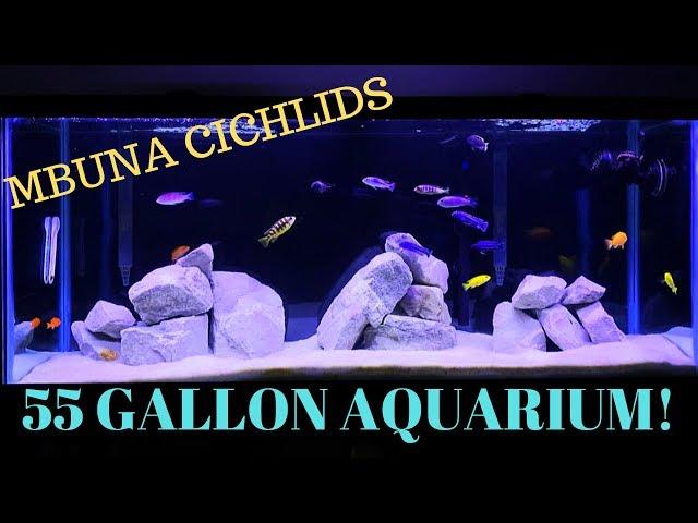 55 Gallon Aquarium - African Cichlids! Mbuna Tank