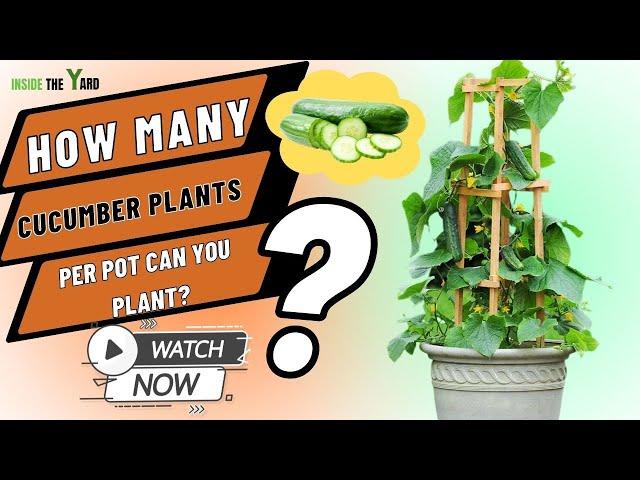 How Many Cucumber Plants Per Pot Can You Plant?