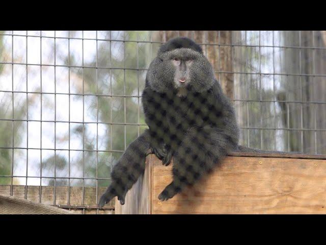 Wild Inside: Blue Monkeys