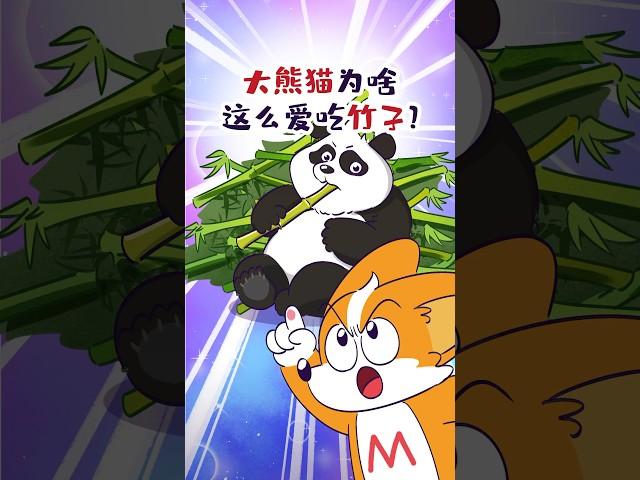 【小魔】大熊猫为啥这么爱吃竹子？#shorts