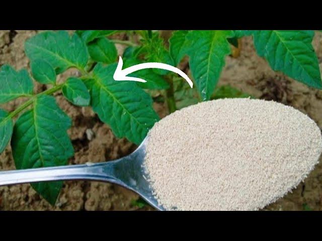The best organic fertilizer with yeast! Plants grow twice as fast