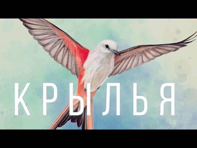 Крылья - играем в настольную игру. Wingspan board game.