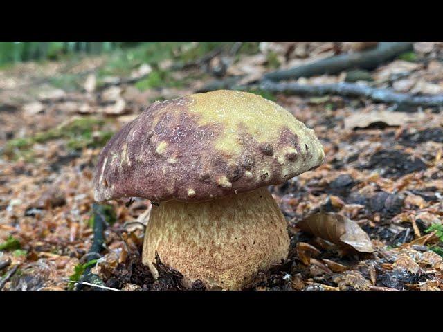 Salida a por BOLETUS PINICOLA entre HAYAS de mediados de Mayo del 2023