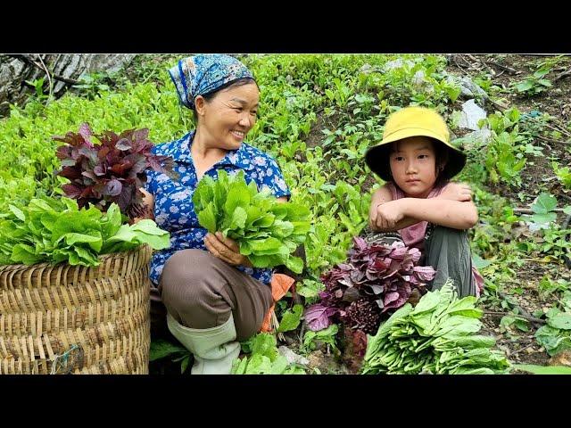 Harvesting vegetables on the rocky mountain with my niece. Aunt Lien's new life