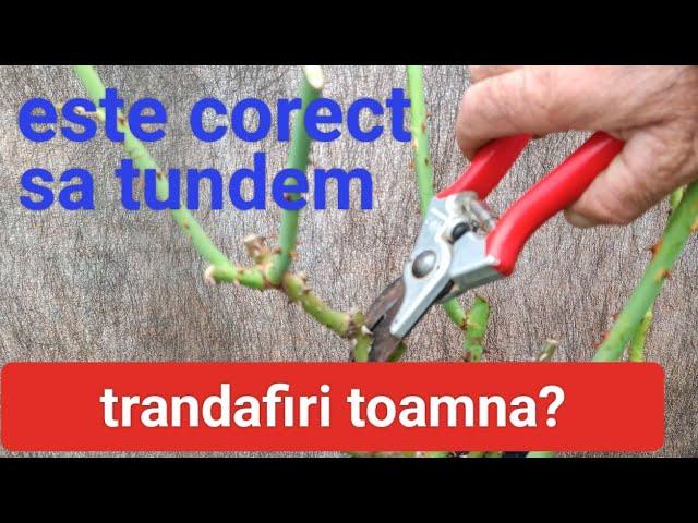 Cum se tund tufele de trandafiri toamna : Pas cu Pas pentru Grădinări