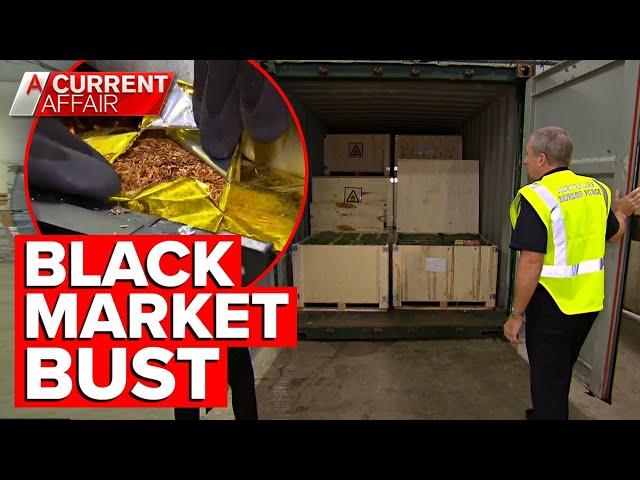 Border Force smashing Australia's booming illegal tobacco market | A Current Affair