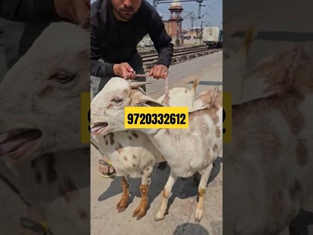 #goatfarming #barbarigoatfarm #barbarigoatfarming #barbarigoat #goatfarminginindia #goat #bakripalan