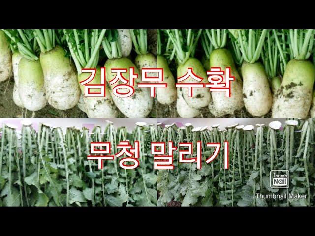 김장무 수확, 무청 말리기 / Harvest of Kimchi radish, Dry of radish leaves / 도시 텃밭 농부