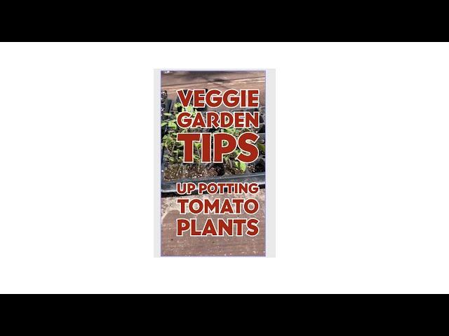 Veggie Garden Tips: Up Potting Tomato Plants