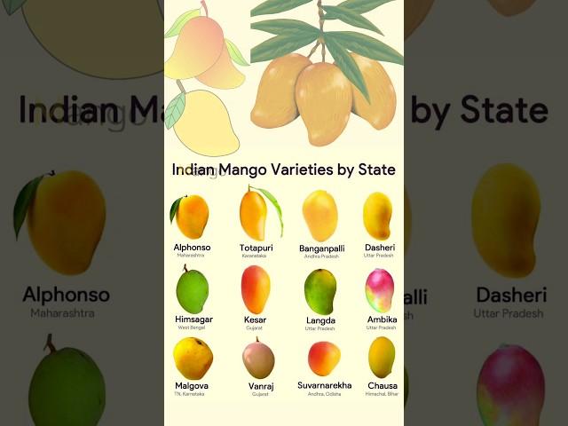 Indian Mango  varieties by State|Mango varieties in India |Types of mangoes #shorts #mango