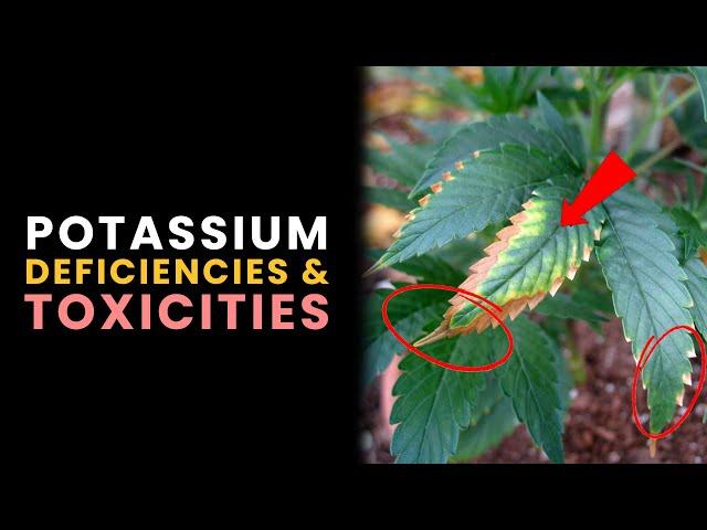 Potassium (K) Deficiencies, & Toxicities in Plants (Pt 2)