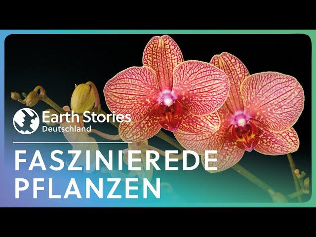 Die außergewöhnlichsten Pflanzen des Planeten - Doku | Earth Stories Deutschland