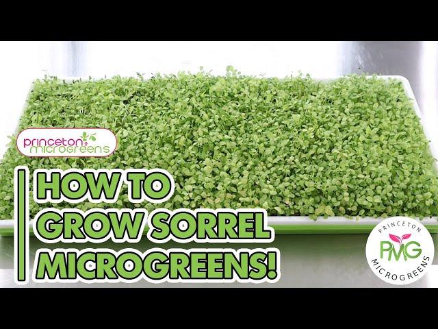 How to grow Sorrel Microgreens!